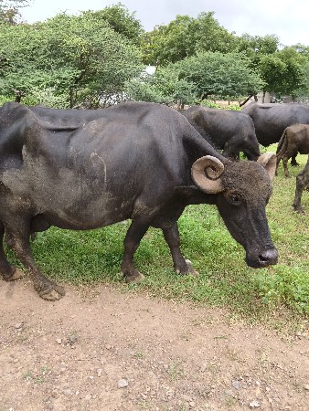 વેસવાનું