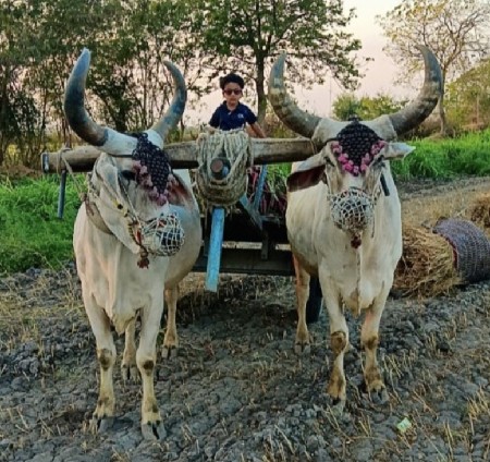 બળદ વેચવા ના છે