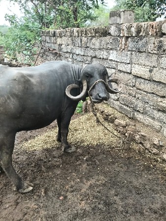 વેચવાની છે