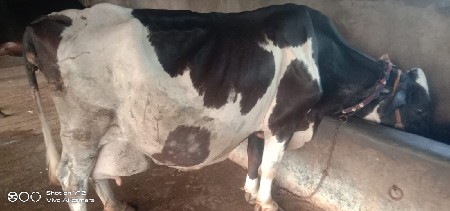 આ ગાય વેચવાની છે