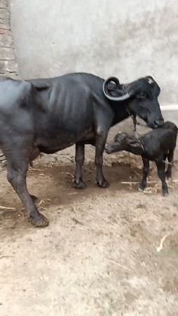 વેશવાની ત્રીજું વેતર