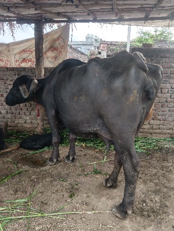ભેંશ વેચવાની છે