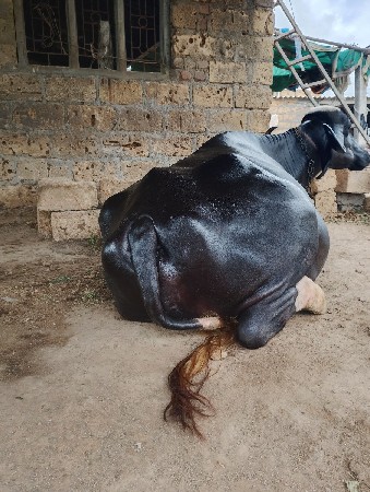 ભેંસ વેચવાની છે નંબર 7990503931