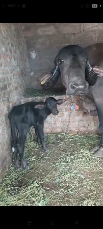ભેંસ વેચવાની છે વિયાલી છે