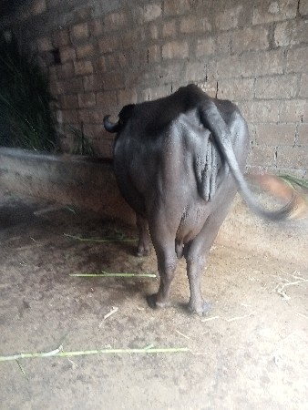 ભેંસ વેચવાની છે