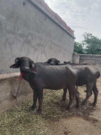 બેય પેલુ વેતર