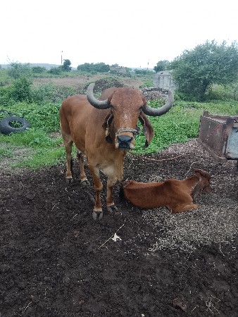 સાટા‌કવાના છે ગીર ગાય