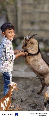 8 મહિના નો છે બકરો