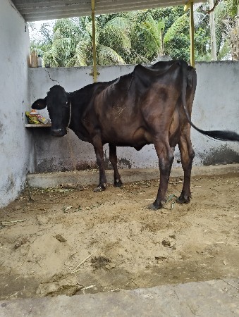 ગાય વેચવાની છે