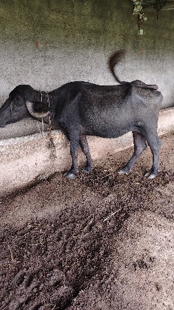 પાડી વેચવાની છે