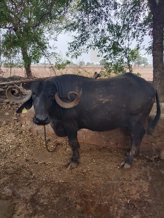 ભેસ વેસવાની છે