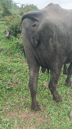 10 દિવસની  કાશી