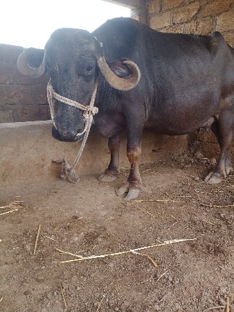 ભેંસ વેચવાની છે