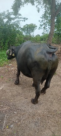 9 Gabhan 3 vetar bhes vechvani