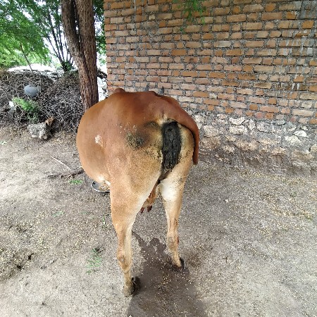 વેસ્વા ની છે