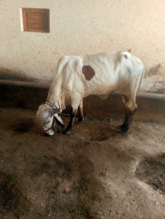 ગીર હોડકી વેચવાની