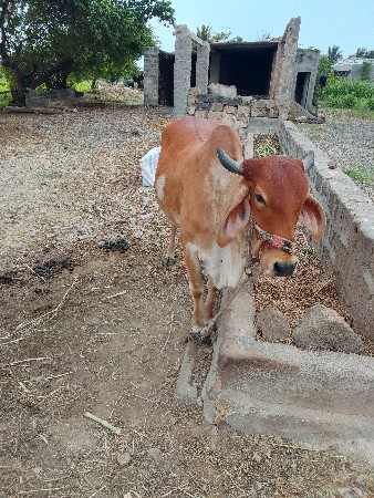 ગાય