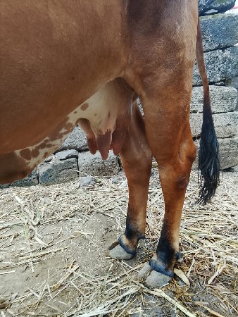 ગીર ગાય