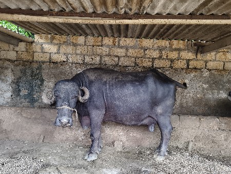 ભેંસ વેચવાની છે