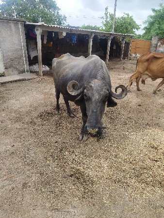 ભેંસ વેચવાની છે