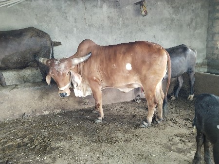 વેચવાની છે