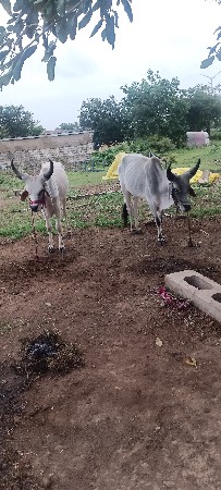 2દાતે સાવ સોજા