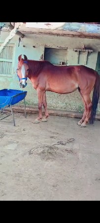 આ ઘોડી વેસવાની છે