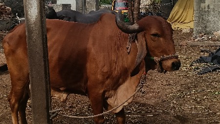 ગીર ગાય છે
