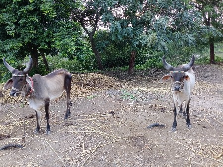 વાછરડા