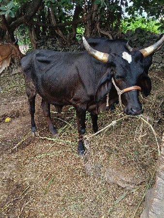 HF cross હોડકી વેશવાની  છે