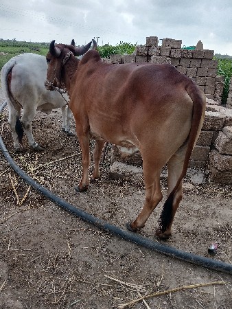 ગોઢલો વેચવાનો છે