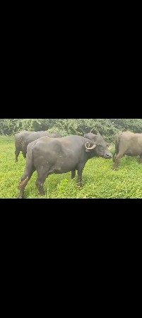 વેચવાની છે
