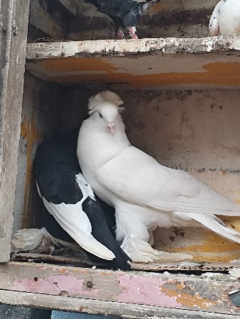 kabutar janbo mota