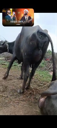 2 ભેંસ વેચવાની છે