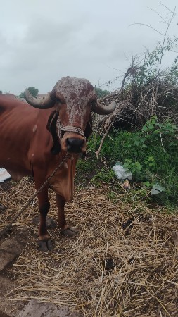 ગાય વેચવાની છે