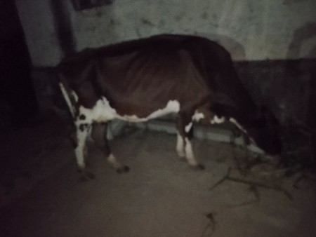 ગાય