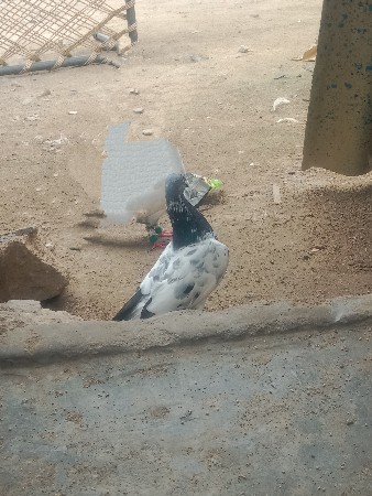 3કબુતર વેચવાના છે