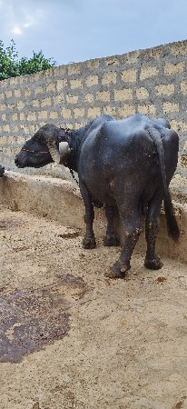 ભેંસ વેચવા ની છે