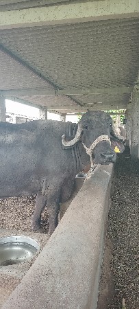 ભેંસ વેચવાની છે 2