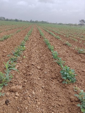 જમીન વેસવાની છે