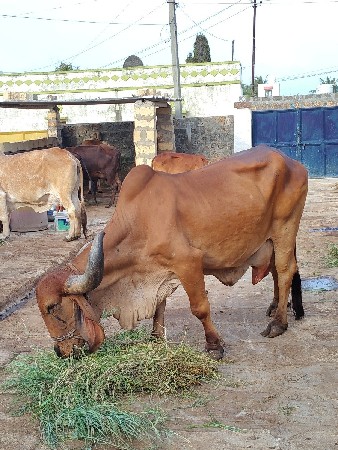 ગીર ગાય વેચવાની છે