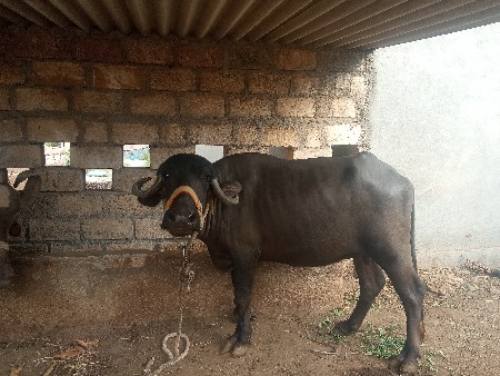 ભેસ વેચવાનીછેઍક મહિનાનીવિયાણેલ