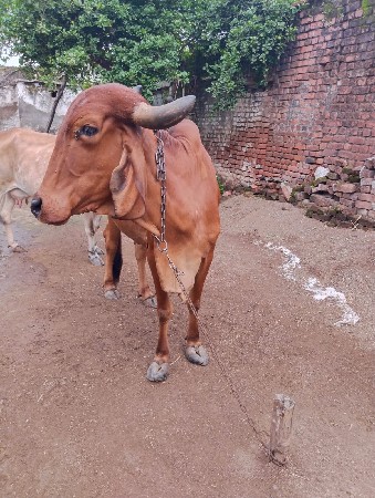 વેસવાની