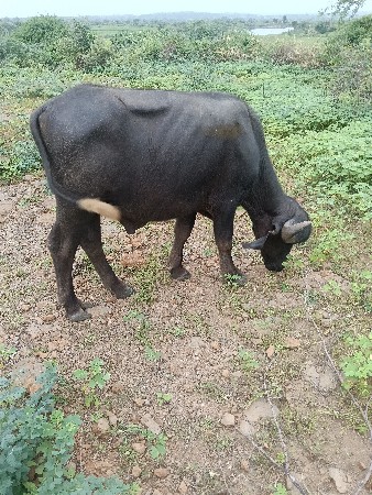 વેચવાનો છે
