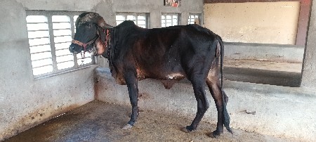 કારી હોડકી વેચવાની છે