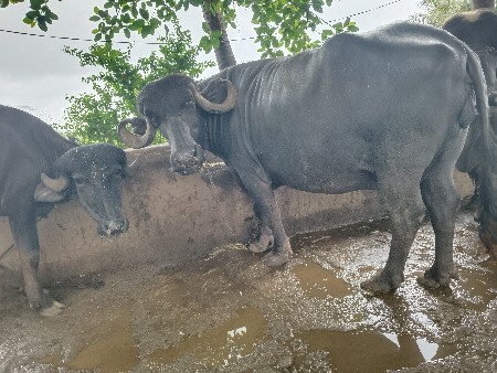 ભેંસ વેસવા ની સે