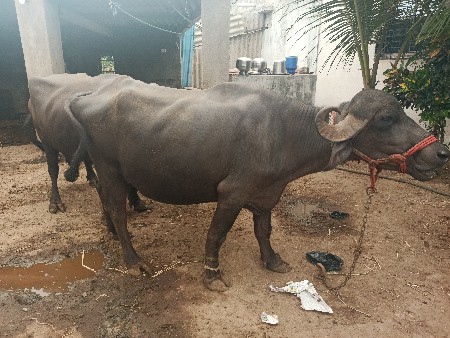 ભેસ