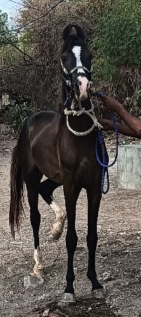 કોય પાસે વસેરી કે ધોડી વેસાવ હોય