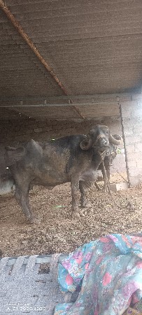 ભેચ
