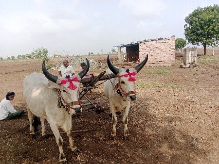 વઢીયારા વાછડાછે